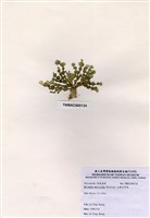 藏品(大葉仙掌藻)的圖片